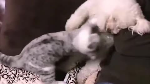 the funny cat boxer