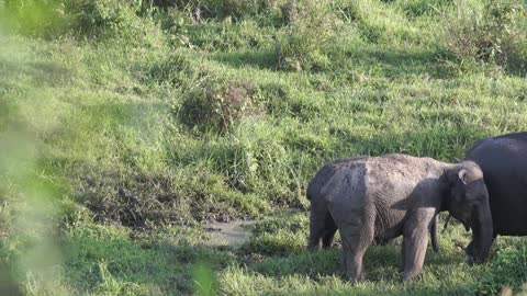 A Family Of Eliphant😘