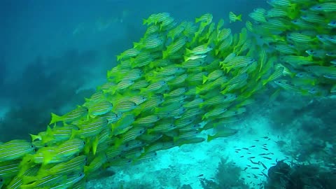 Green beautifel fishes