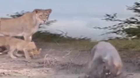 Animals attack video