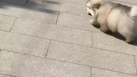 Two faty dog's 🤪 cute dogs video