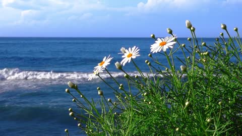 Daisy Flower Sea