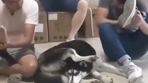 Funny animals #2