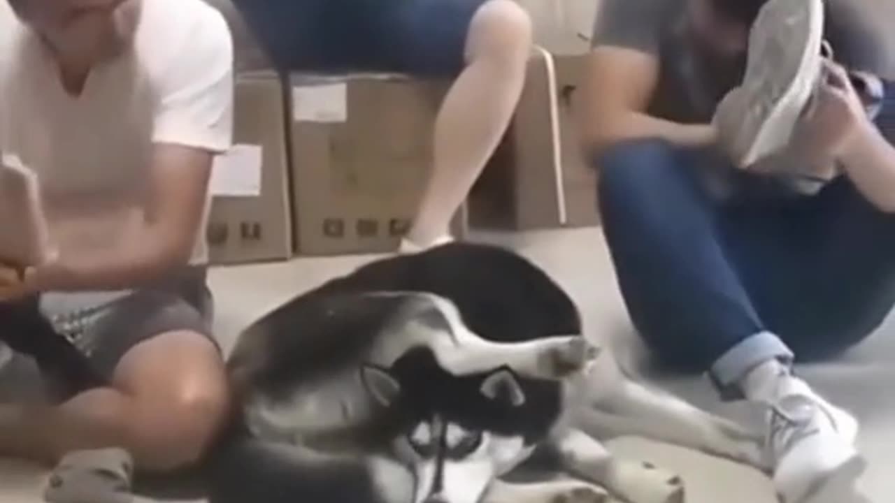 Funny animals #2
