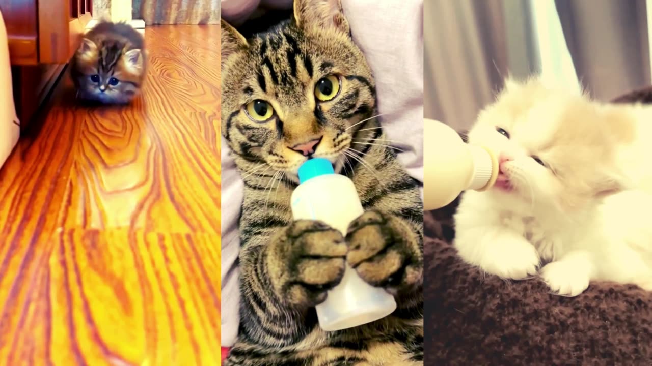 Catkitty funniestmoments #funnyvideos