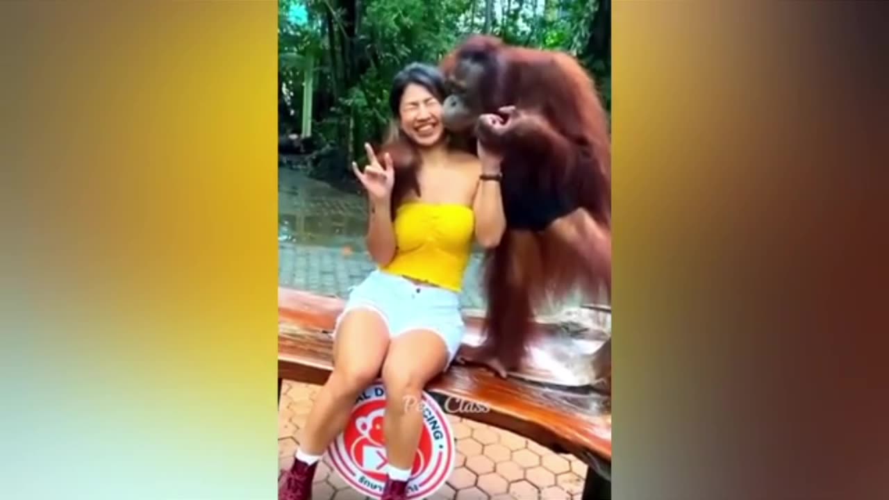 Small puppy and chimpanzee fun with a girl . See what the happened next