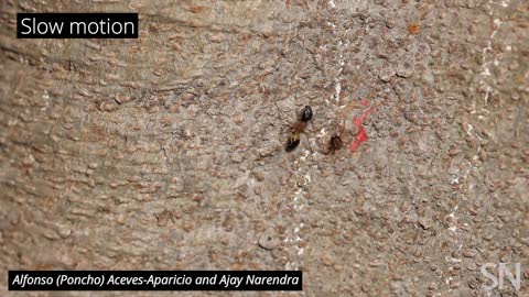 Flipping spiders tackle ants twice their size