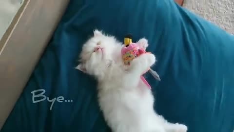 Kittin enjoye first bath cute