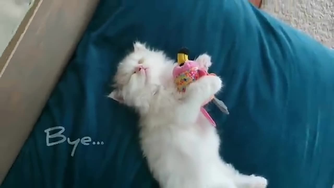 Kittin enjoye first bath cute
