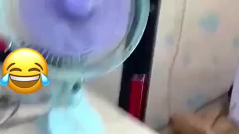 beatiful cat video