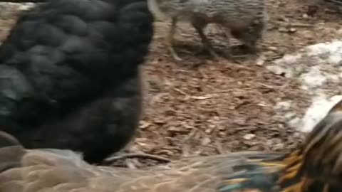 Celebrity chicken 🤣😂