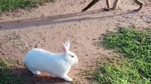 Funny Monkey and Quick Rabbit Funny Moment