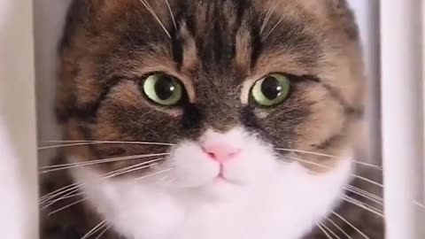 REAL CAT MAKING 🐈 😻 funny cat animal for kids