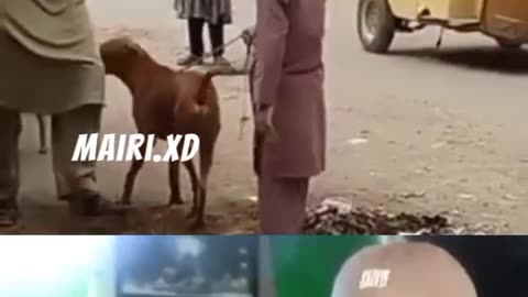 funny 😝 video with dog