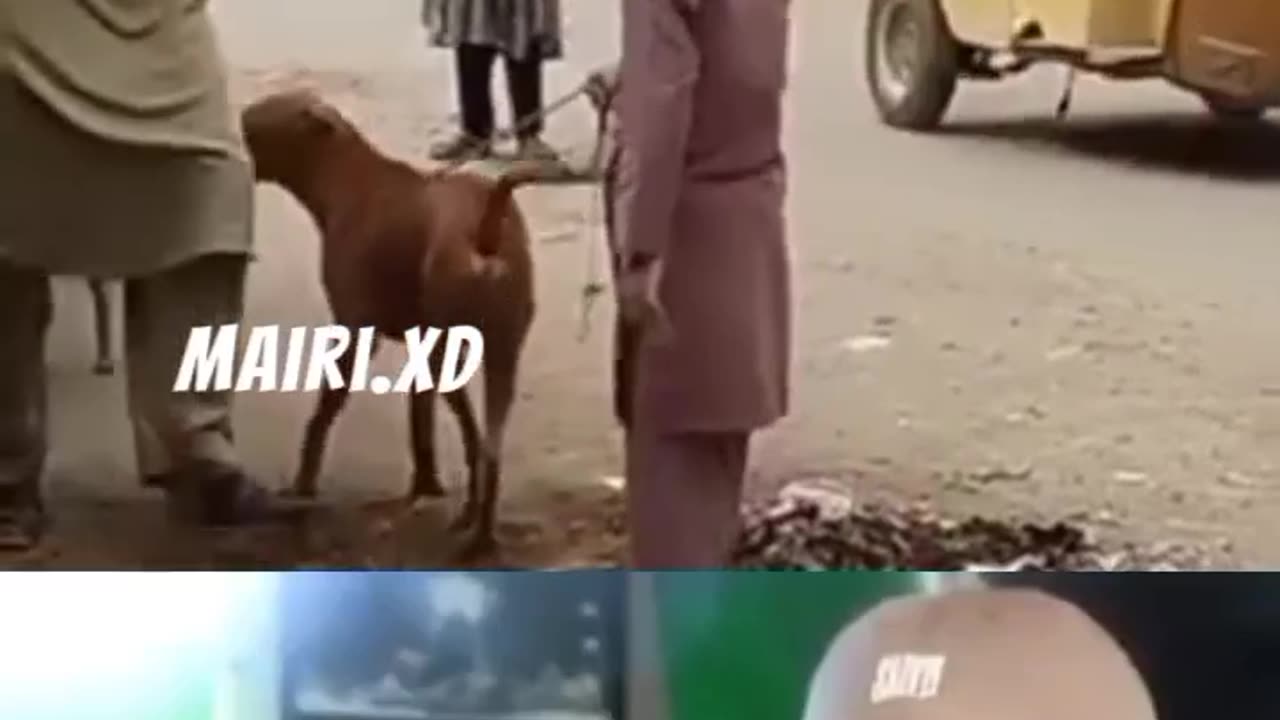 funny 😝 video with dog
