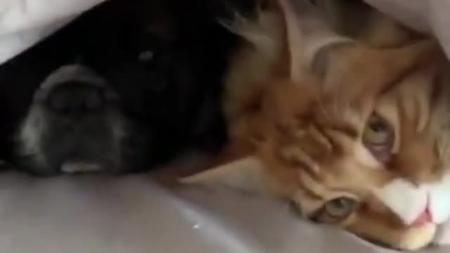 Cute cat and dog video 😻