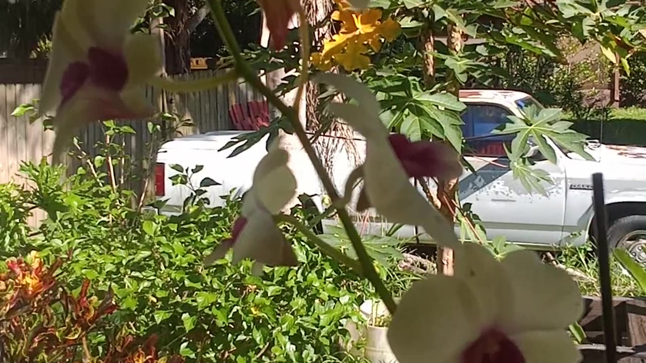 Orchids Create Psychopathy In Gardeners... lol