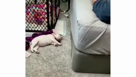 Smart puppy ❤️❤️❤️❤️