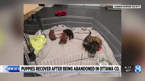 Eight puppies rescued after wet, cold weekend