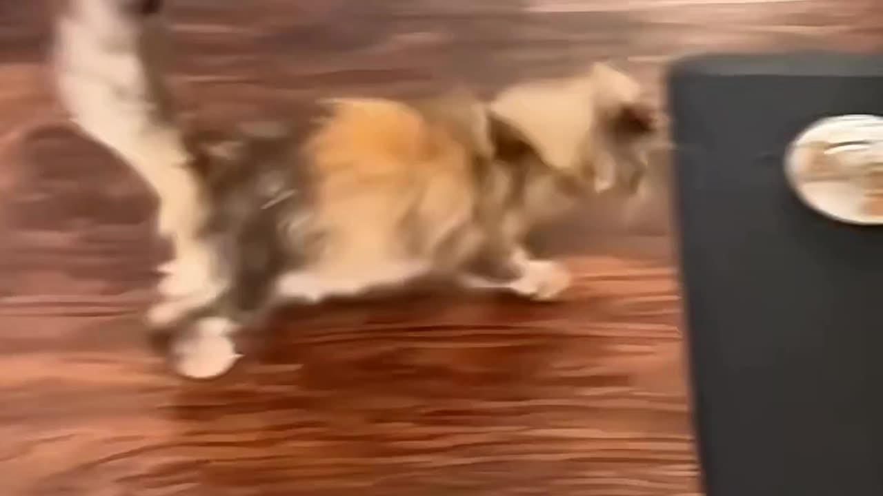 Funny cat