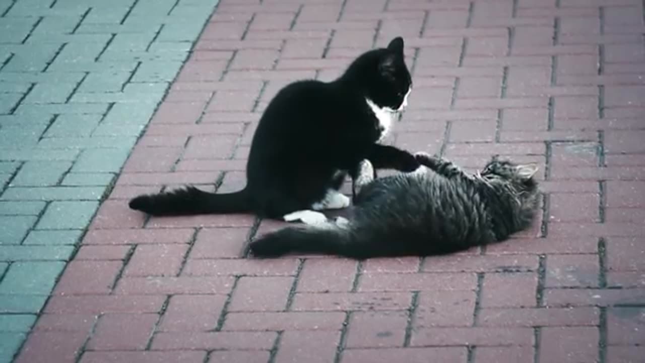 Cat 😺 video