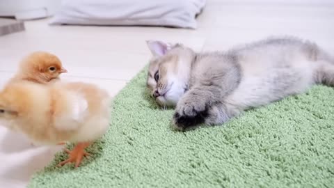 Looking back on how kitten Kiki met tiny chicks for the first time