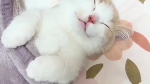 Funny animals