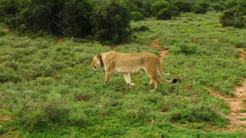 The lion is roaming in the forest The lion is roaring in the forest