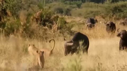 Aghast! The Brutal Moment When the Fierce Lion Couldn_t Avoid The Giant Lizard Bites_ Wildlife 2023