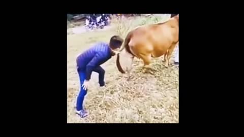 funny videos, animals, people