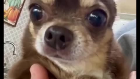 Funny Animals in action
