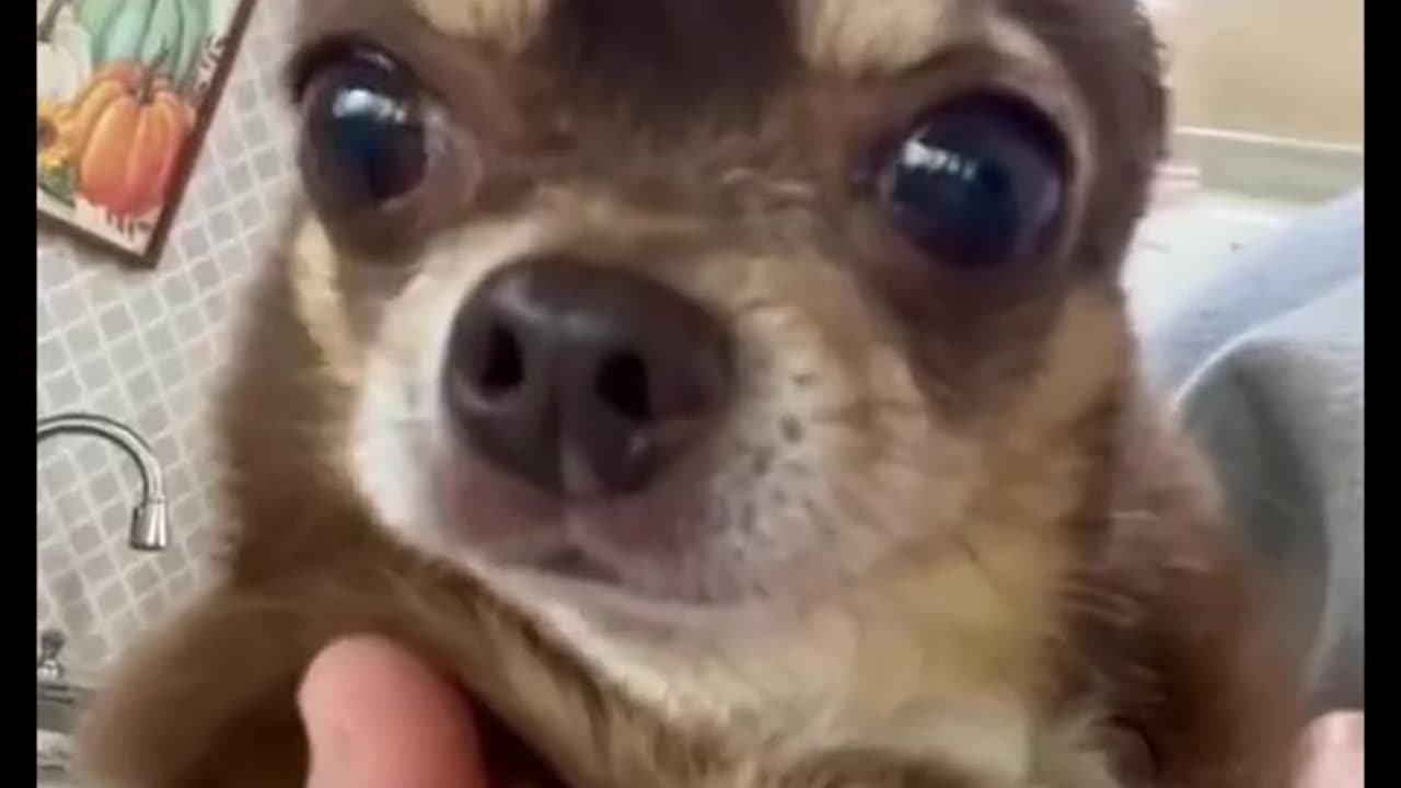 Funny Animals in action