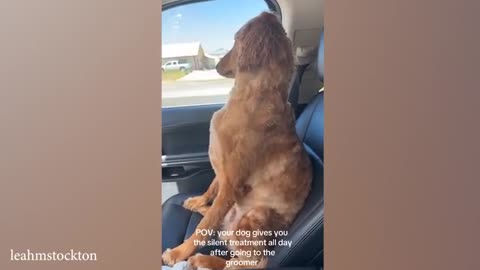Funny DOGS were probably having a Ruff Day Funny Animals Videos