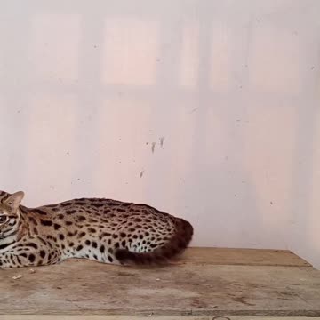 Asian Bobcat / Prionailurus bengalensis