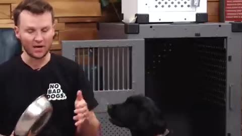 Reintroducing the Recall to your Dog Part 1