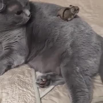 Tom and Jerry are friends