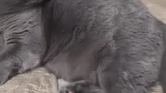Tom and Jerry are friends
