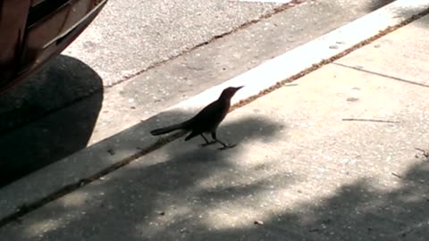 Hungry mockingbird