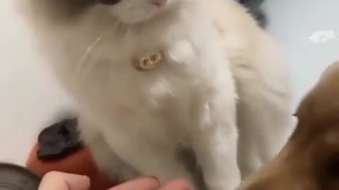 New funny 🤣 cat😺/dog 🐶 videos 2023