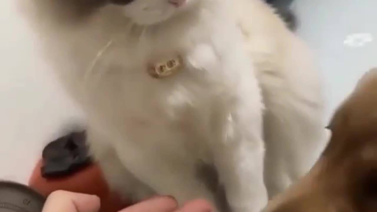 New funny 🤣 cat😺/dog 🐶 videos 2023