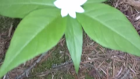 Starflower