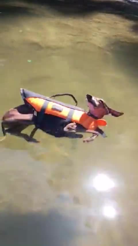 Perro se da cuenta de que flota - se relaja en el agua
