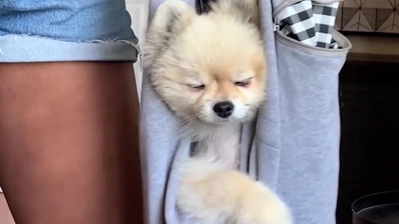 Cute little animals.