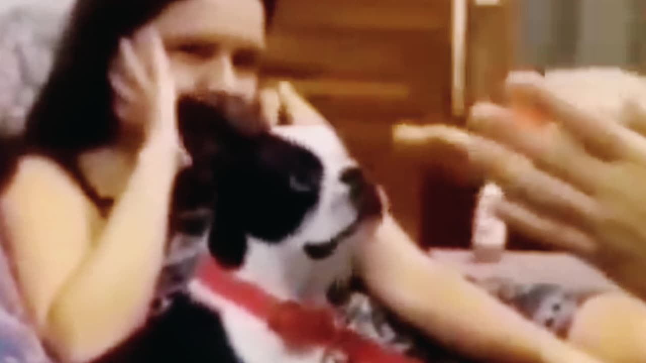 Super funny animal video ever