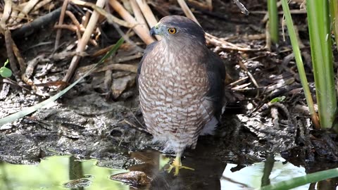 Surreal Encounter: Cooper's Hawk