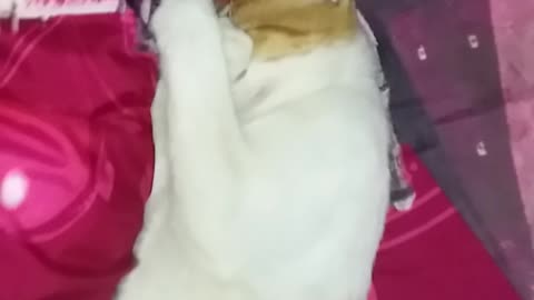 Cat sleep peek a boo
