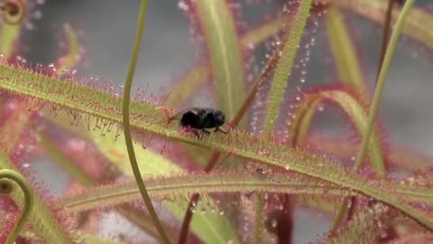 How Plants Communicate & Think - Documentary
