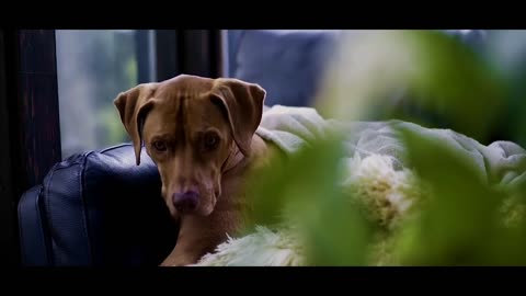 cute puppy Video to make you smile