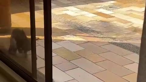 Pistachio The Flip-Flop Thief
