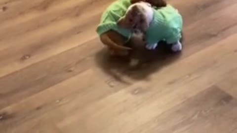 Dachshunds puppies play tug-of-war with their sweaters